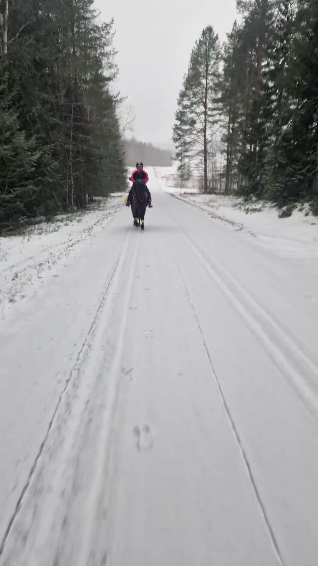 Allround hästar till salu: Tryggt russ söker förevigt hem ❤️ i Umeå - Video 3