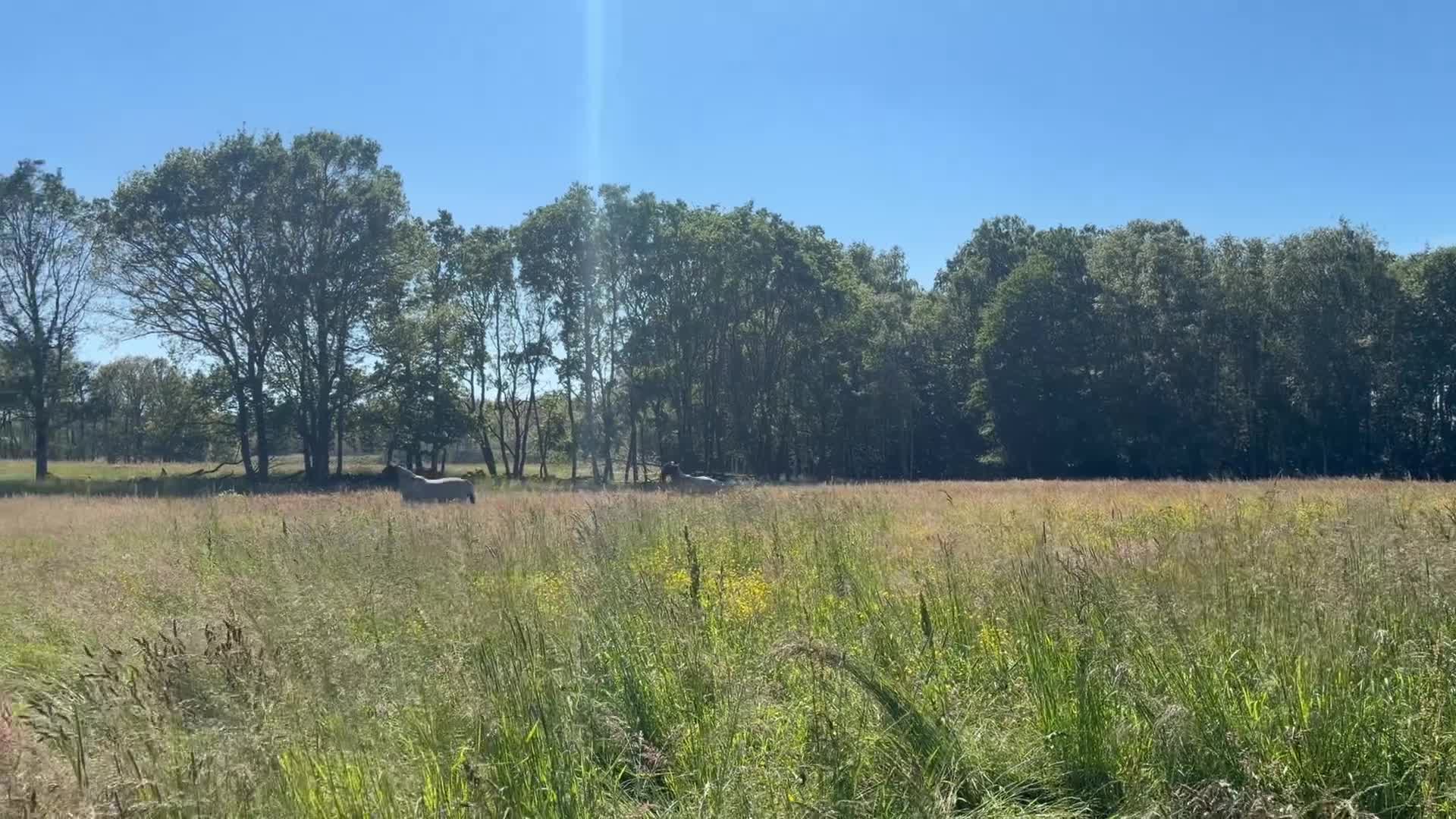 Hoppning hästar till salu: Underbar 1 åring e Heartbeat - Video 1