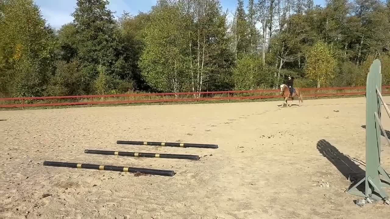 Allround hästar till salu: Vänligt Haflingersto - Video 2