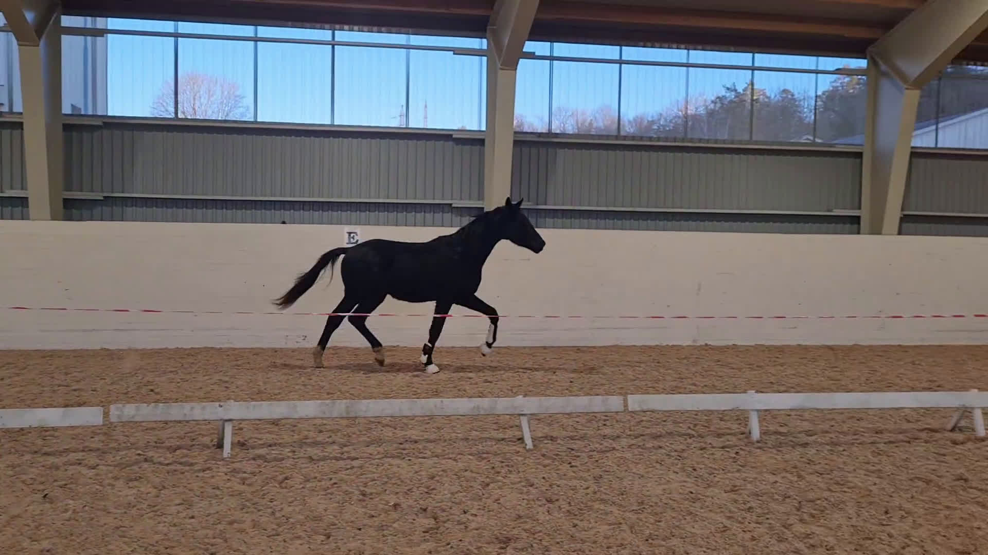 Dressyr hästar till salu: Blivande stjärna - Video 2
