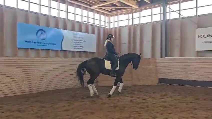Dressyr hästar till salu: KWPN valack, 6 år - Video 2