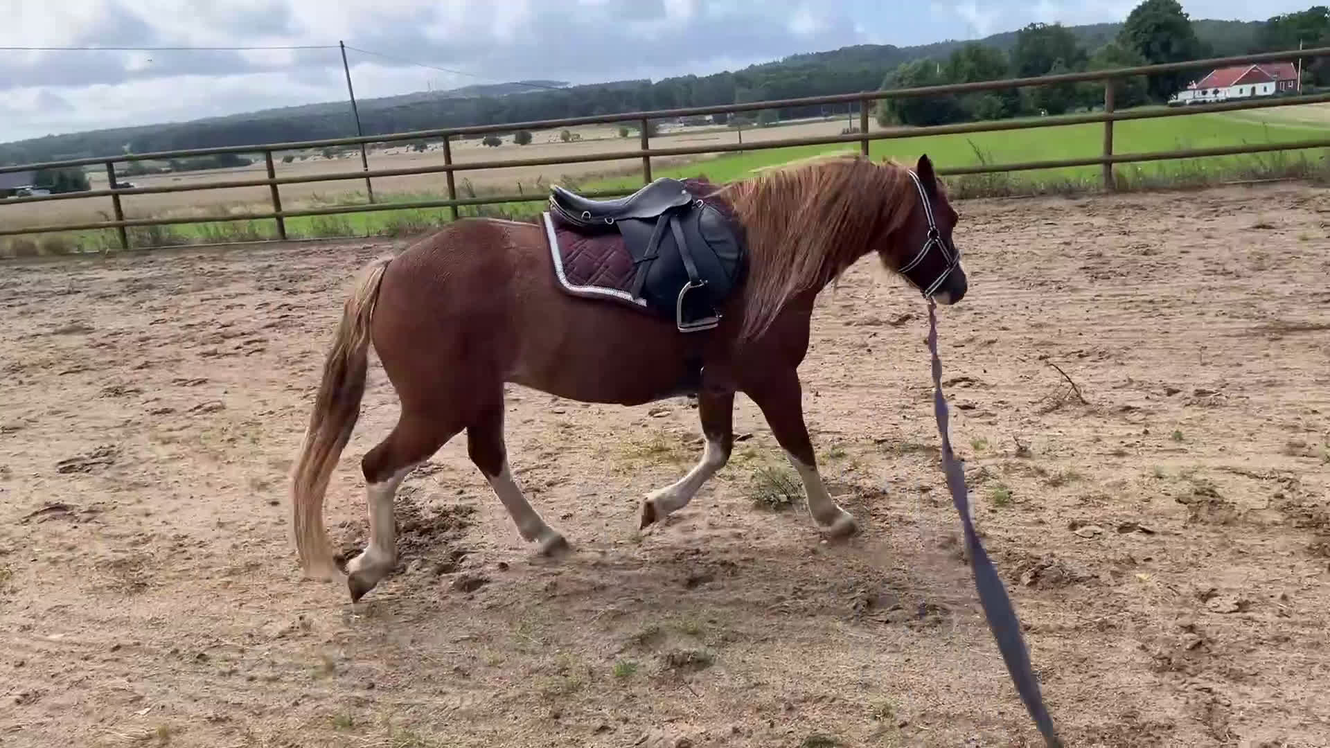 Allround hästar till salu: Welshmountain Valack - Video 1