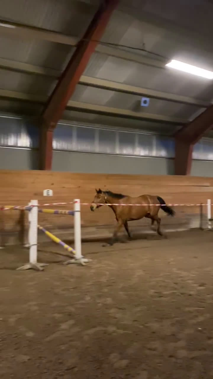 Hoppning hästar till salu: Härlig valack med potential i Enhörna - Video 1