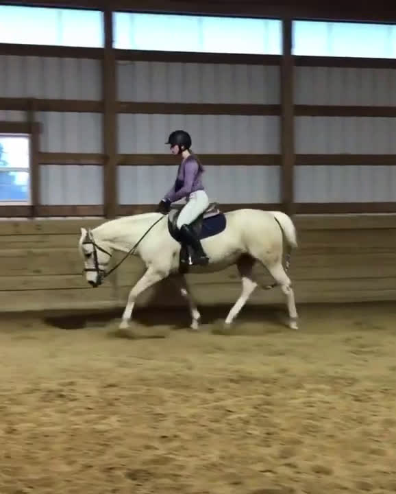 Utställning hästar till salu: Möt vår charmiga ponny i Valencia - Video 1