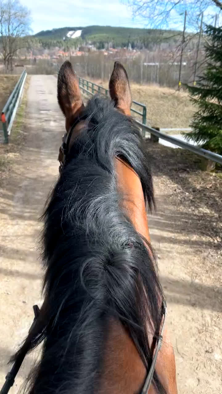 Allround hästar till salu: ✨Vacker och positiv fullblodsvalack säljes✨ i Söderbärke - Video 5