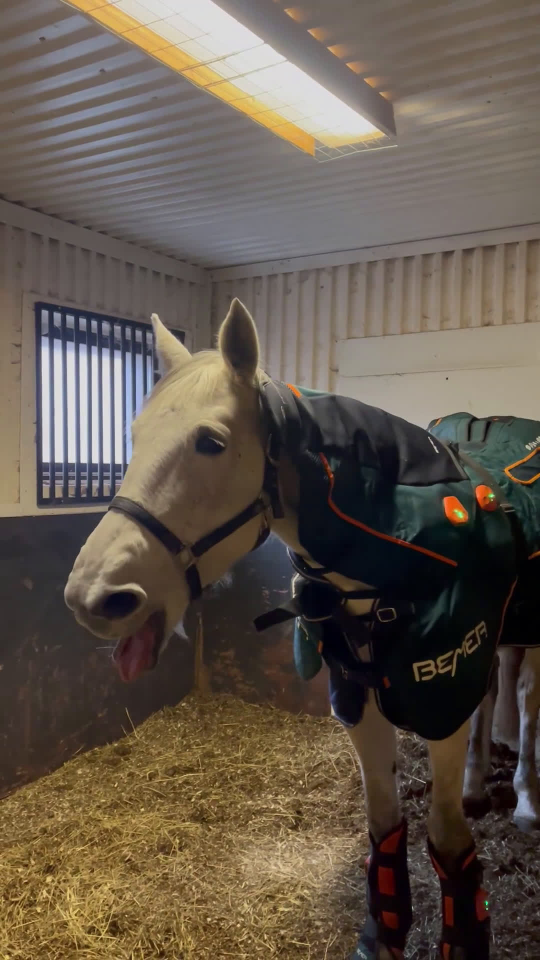  hästservice finnes: Bemer Horse set - Video 1