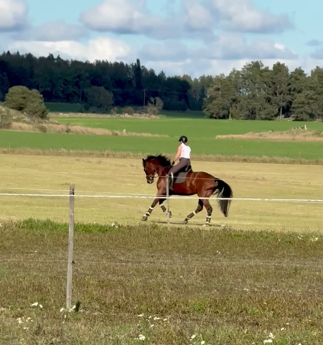 Dressyr hästar till salu: Vacker multitalang - Video 4