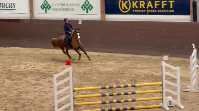 Hoppning hästar till salu: Härligt sto för framtiden  - Video 1