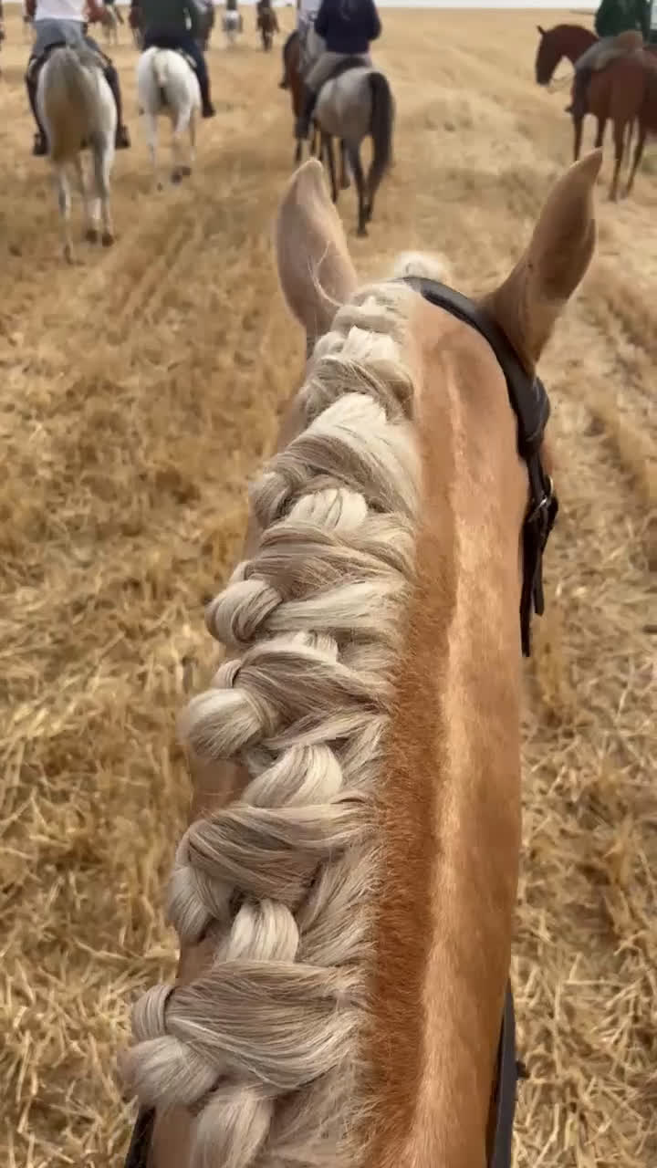 Working Equitation hästar till salu: Välskolad kvalitets PSLusitano  i Halmstad - Video 1