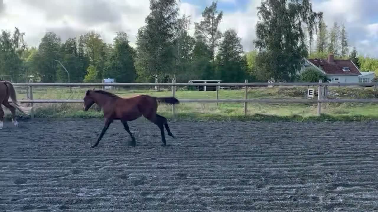 Allround hästar till salu: Härligt stoföl - Video 2