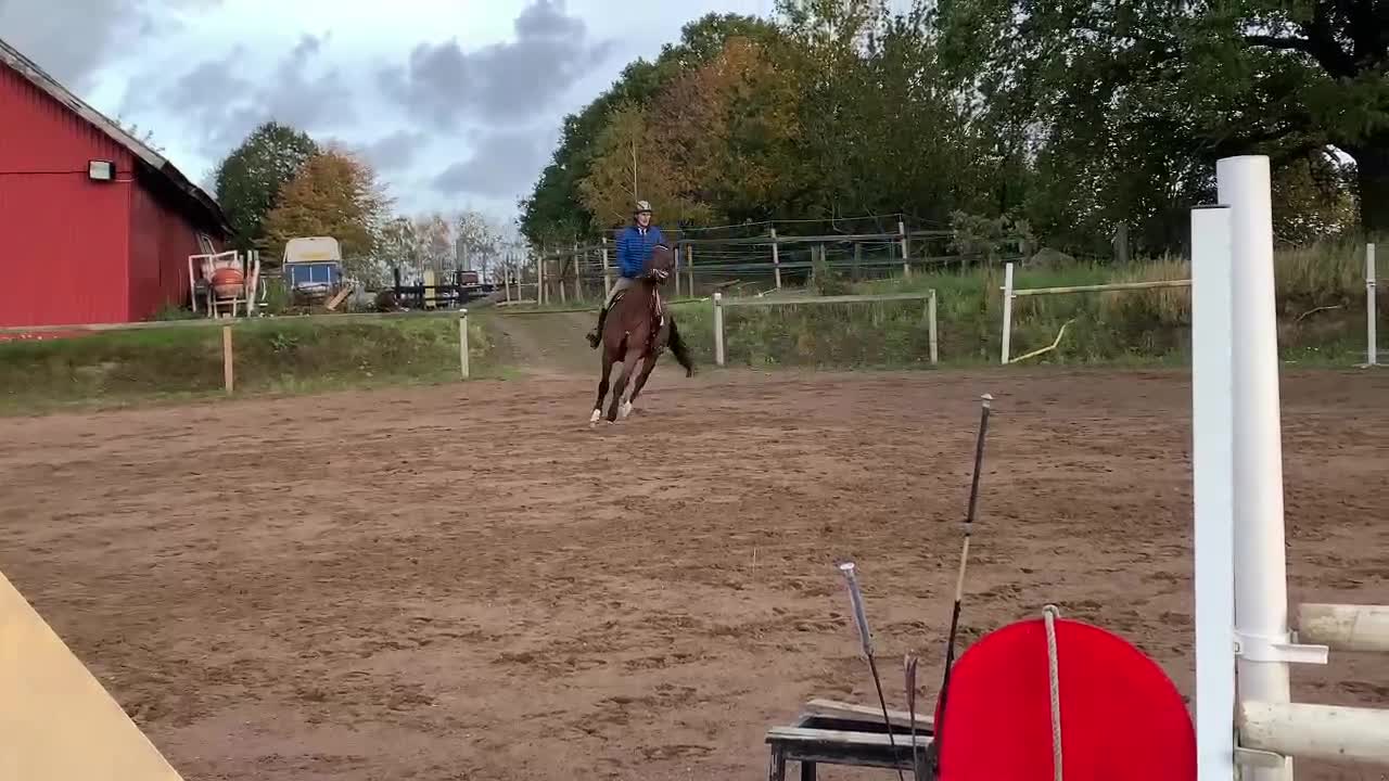 Hoppning hästar till salu: Underbar, vacker kille med potential - Video 3