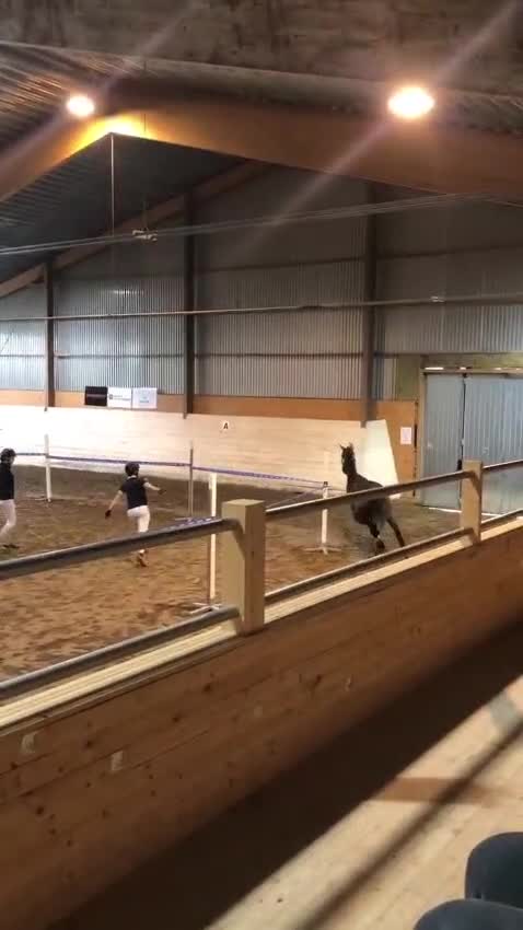 Dressyr hästar till salu: Lovande SWB-valack med framtiden framför sig. - Video 4