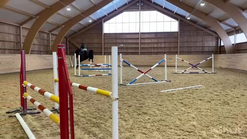 Hoppning hästar till salu: Elithäst  - Video 2