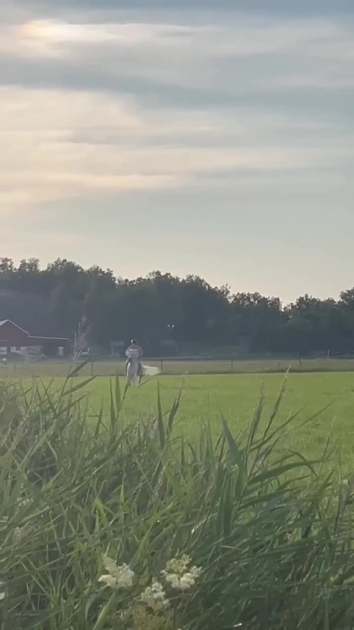 Hoppning hästar till salu: Trygg tävlingsponny med hjärta av guld i Harestad - Video 3