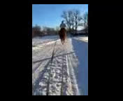 Allround hästar till salu: Läromästare med ett hjärta av guld!  - Video 1