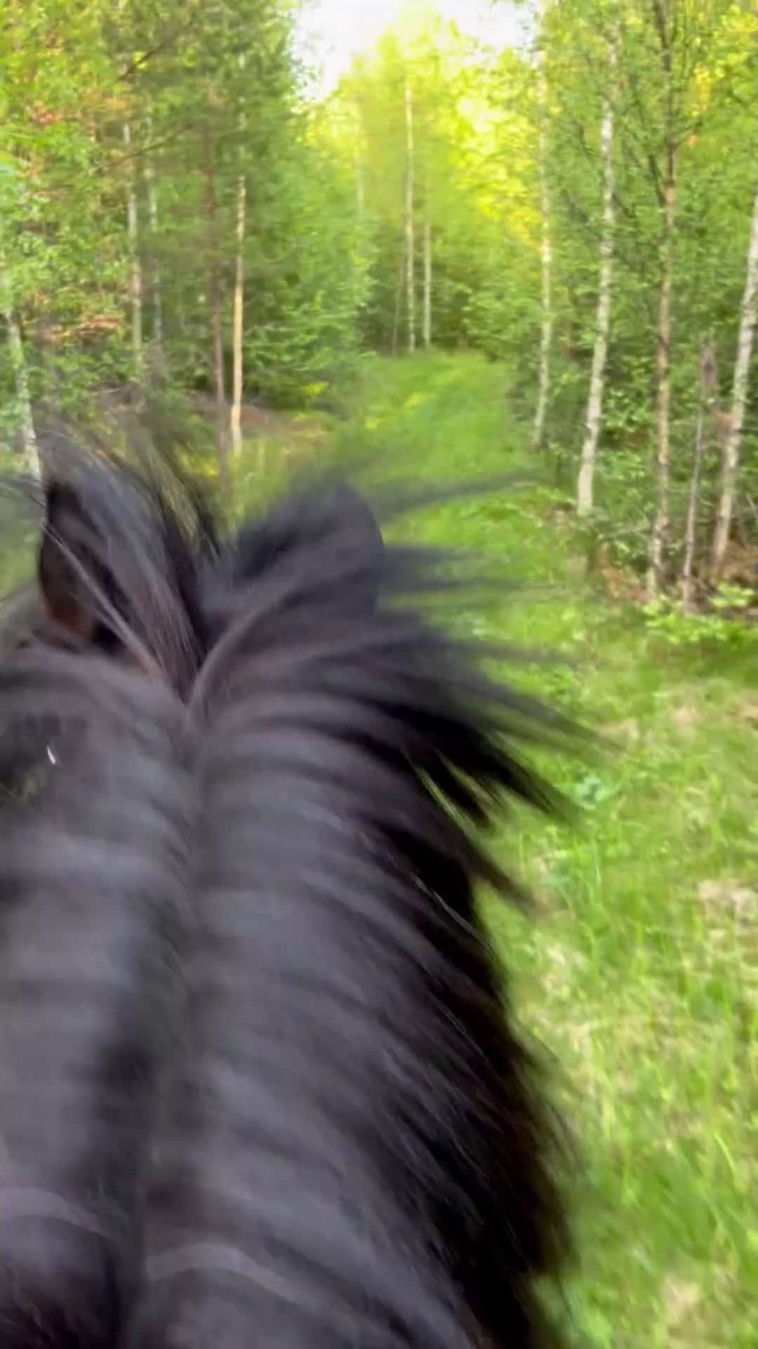 Allround hästar till salu: Lottmar  i Hammarstrand - Video 1