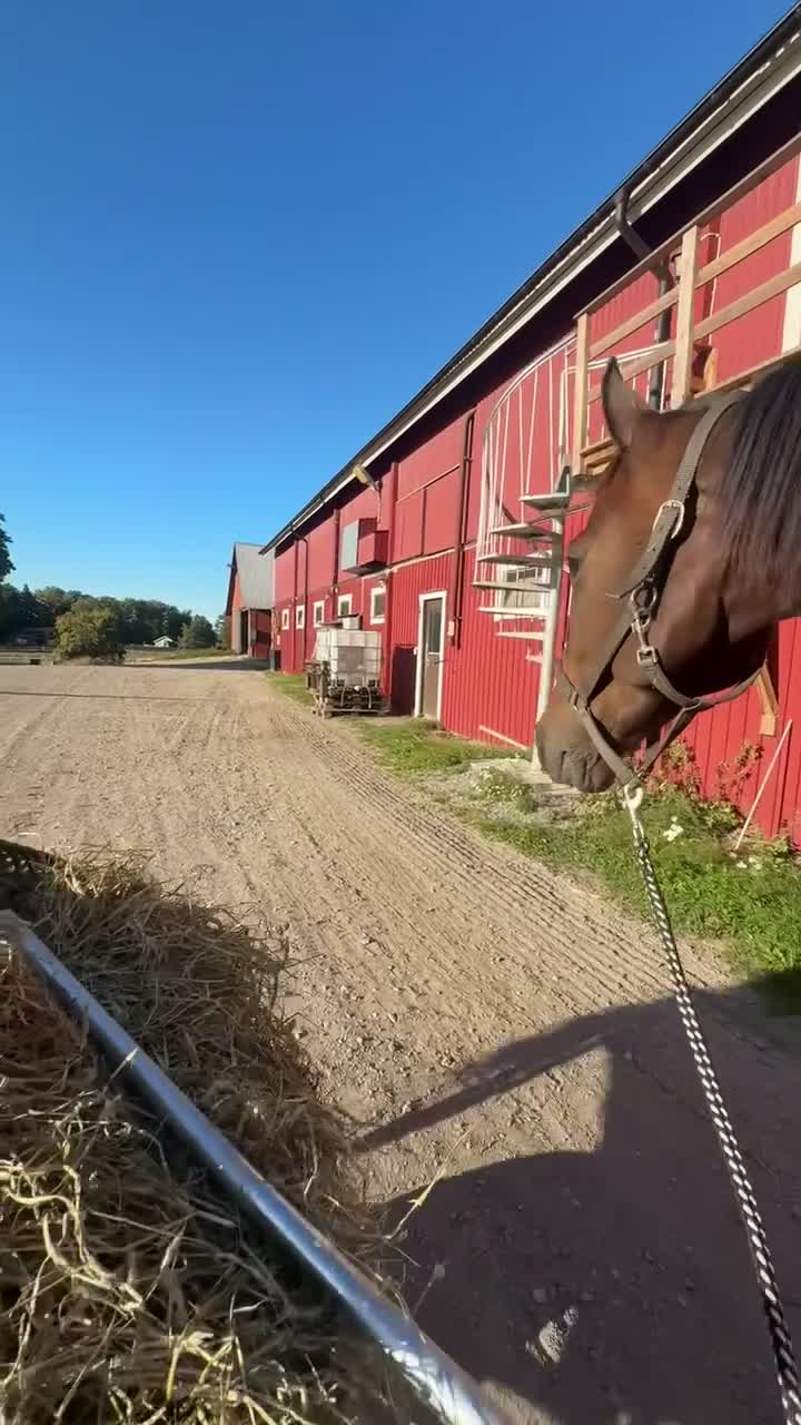 Allround hästar till salu: Intressekoll 🌟 - Video 3