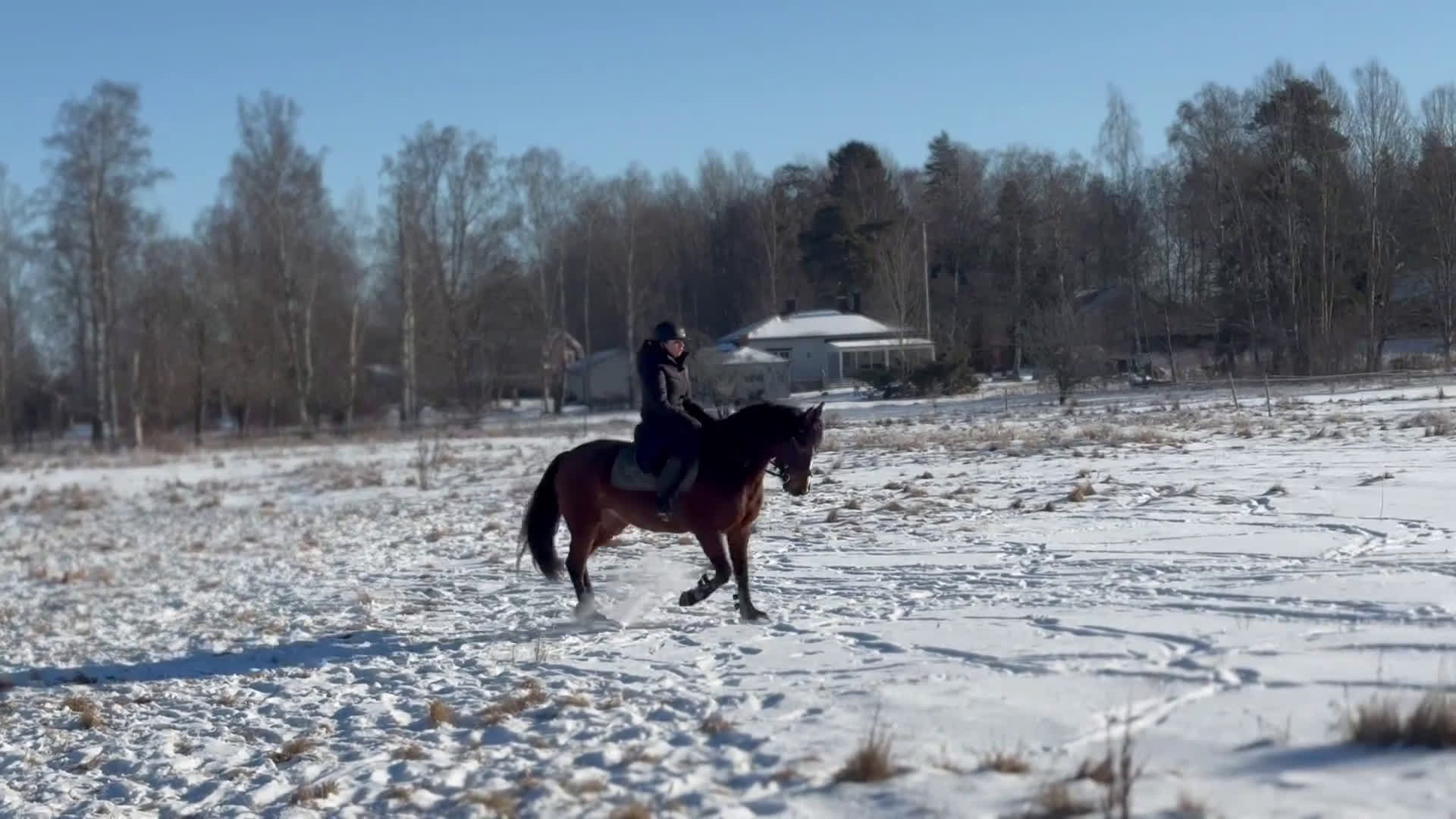 Hoppning hästar till salu: Sweetie Pie i Vikingstad - Video 3