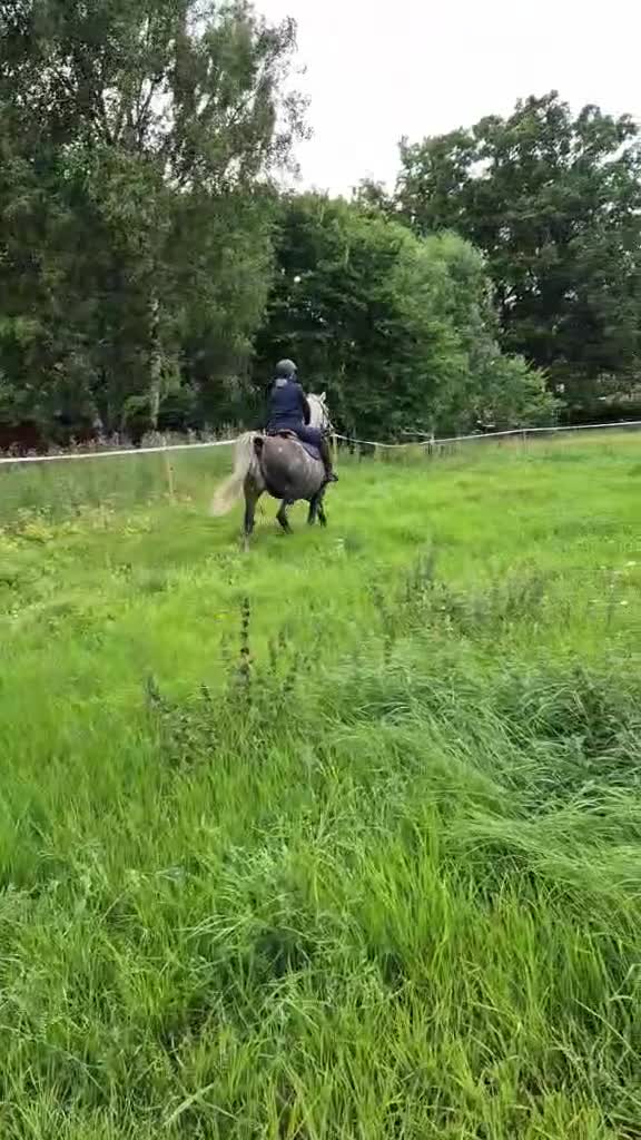 Allround hästar till salu: Härlig trygg valack - Video 1