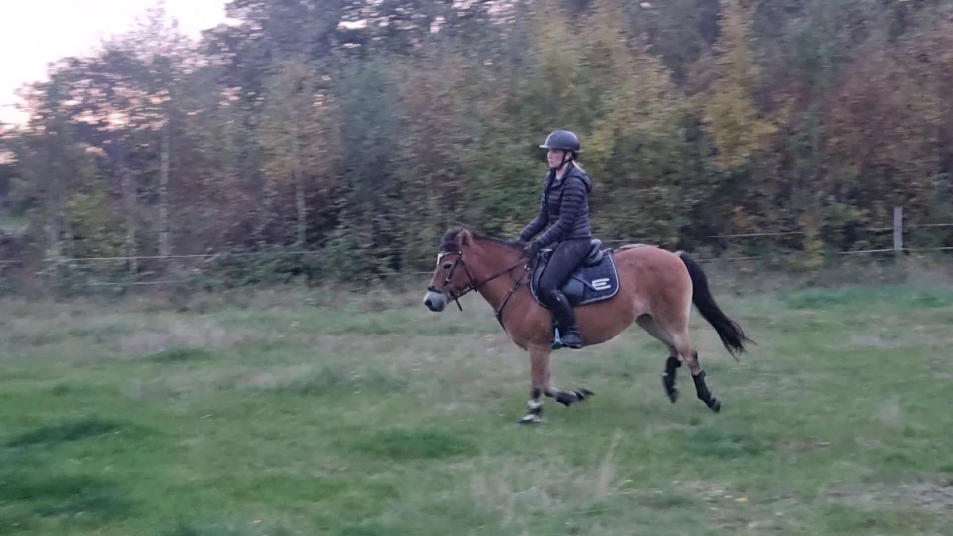 Allround hästar till salu: Diplomsto– russ-sto 130 cm, allround & hjärtevän i Sturkö - Video 2