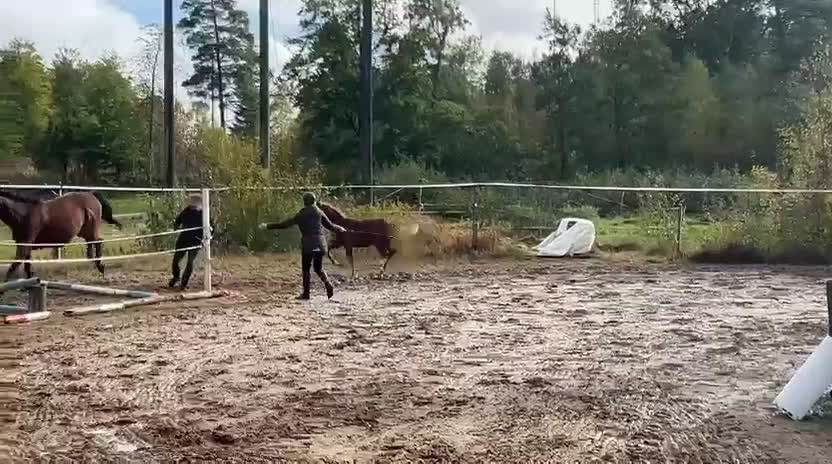 Hoppning hästar till salu: Toppstammade föl i Ljungby - Video 3