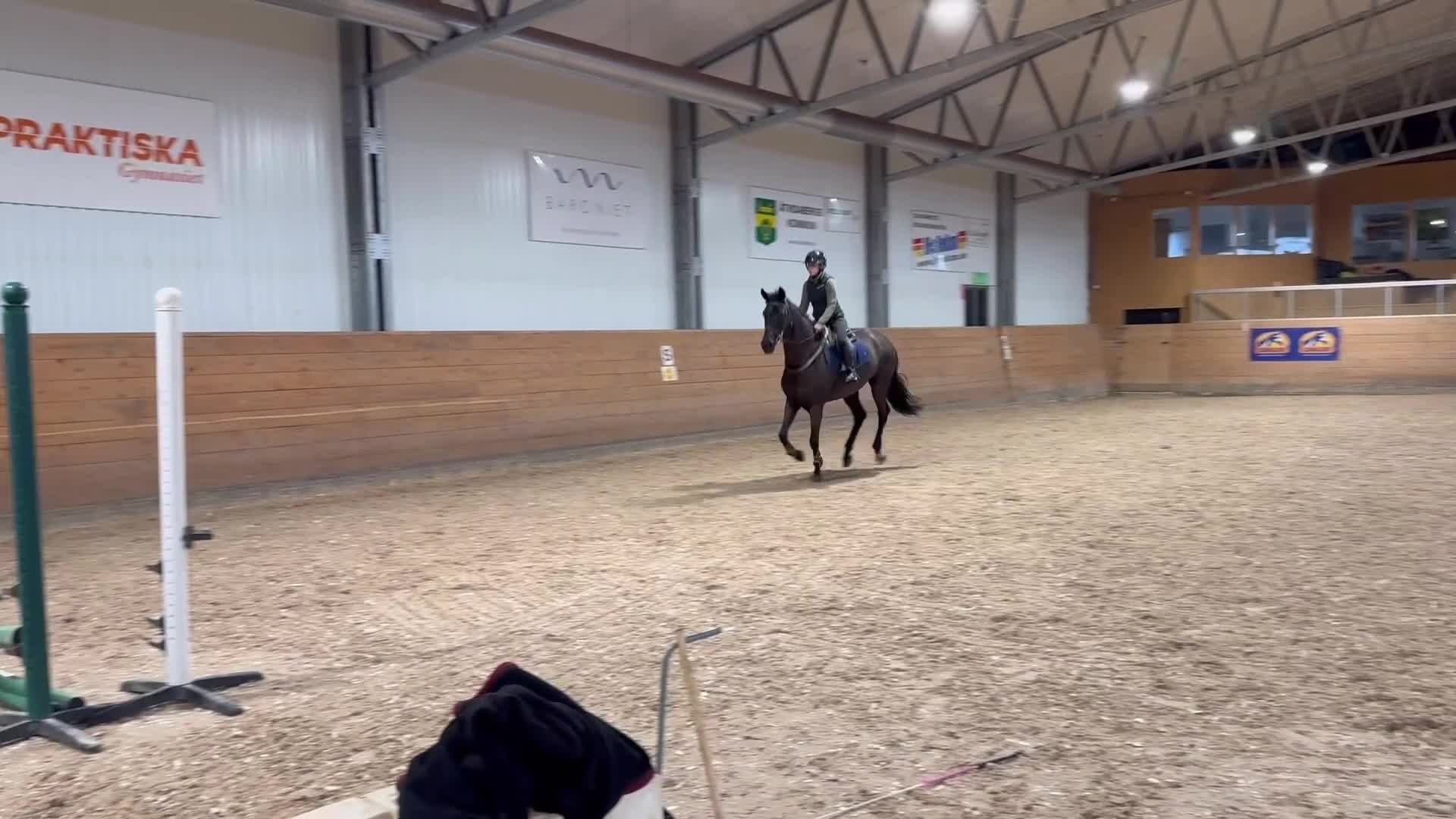 Dressyr hästar till salu: Trevligt sto - Video 1