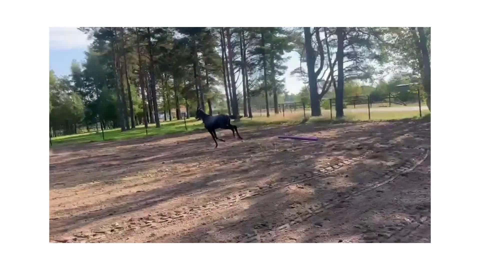 Hoppning hästar till salu: Cielo Blue i Blentarp - Video 1