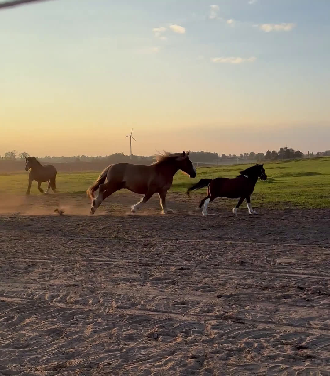 Allround hästar till salu: Den ultimata barnponnyn  - Video 5