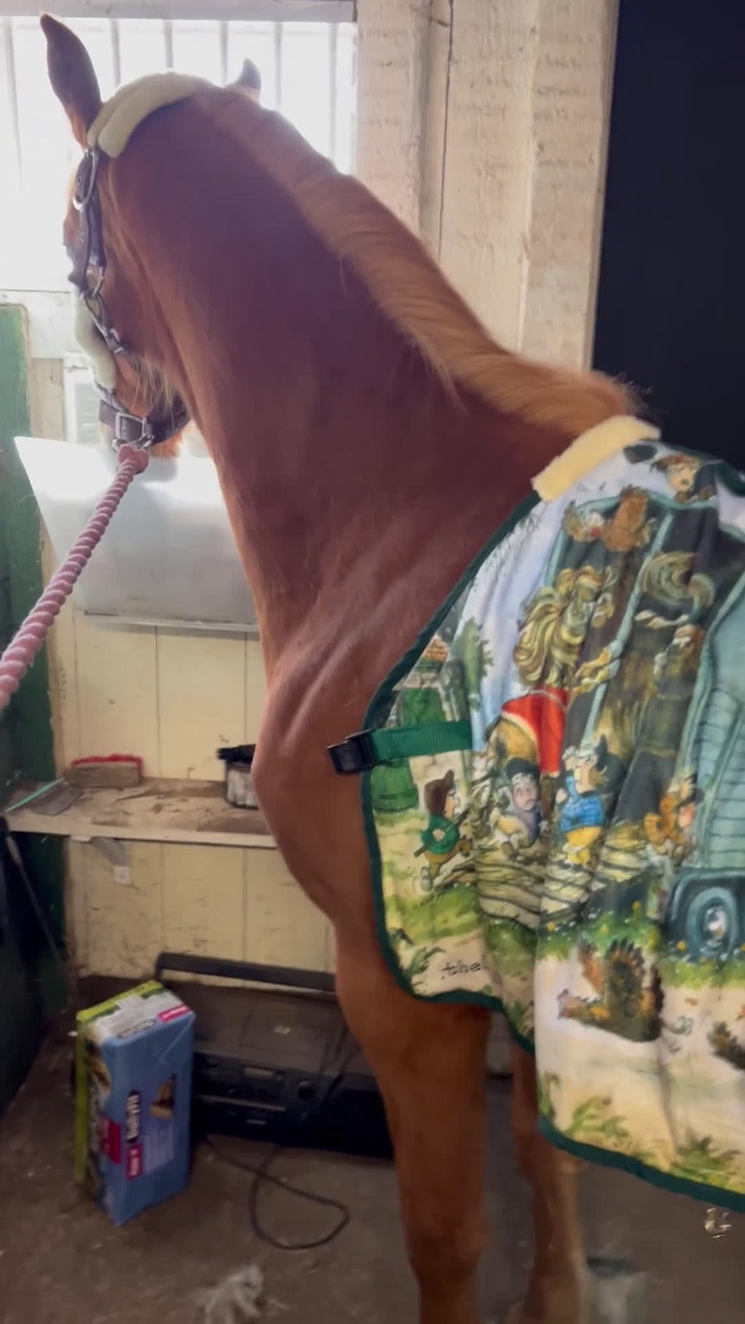 Working Equitation hästar till salu: D-ponny med kvalite - Video 1