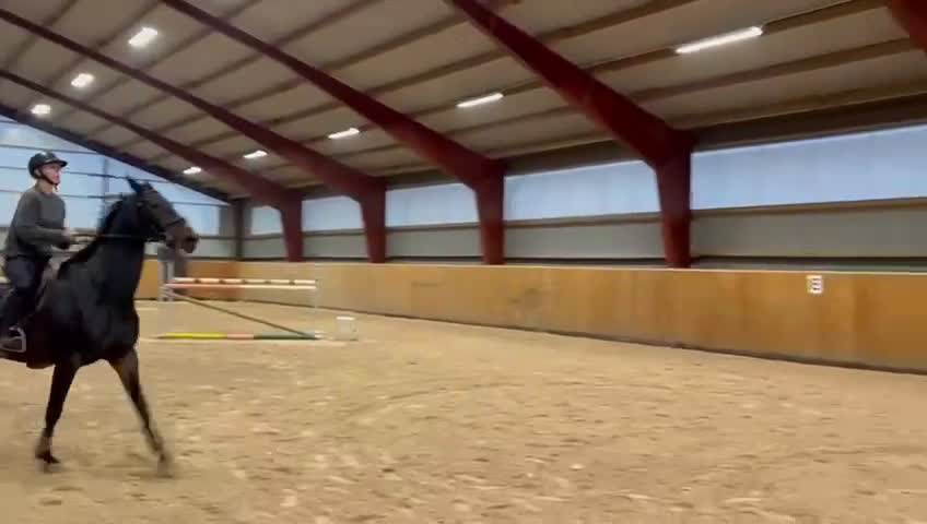 Hoppning hästar till salu: Häftigt sto med kapacitet  - Video 1