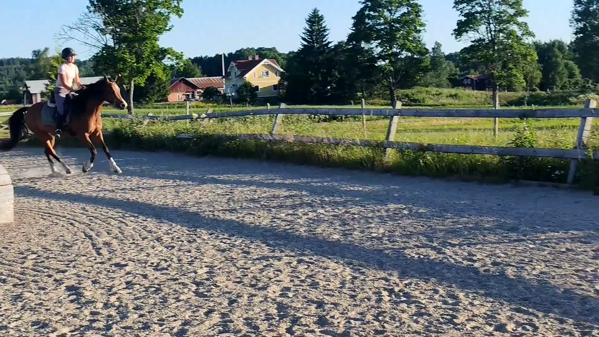 Allround hästar till salu: Modig och rolig unghäst. Arab/Welsh i Forshaga - Video 4
