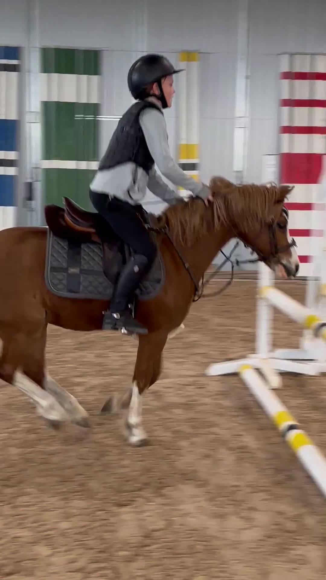 Allround hästar till salu: Sockersöt läromästare  - Video 1