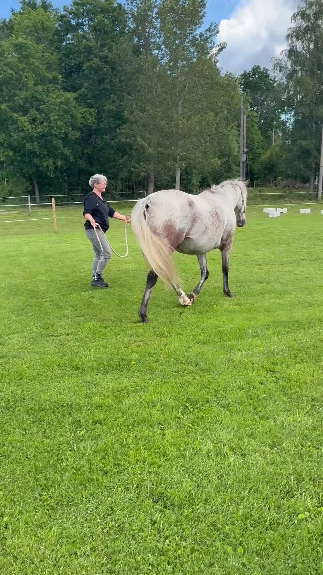 Övrigt hästar till salu: Appaloosa - Video 3