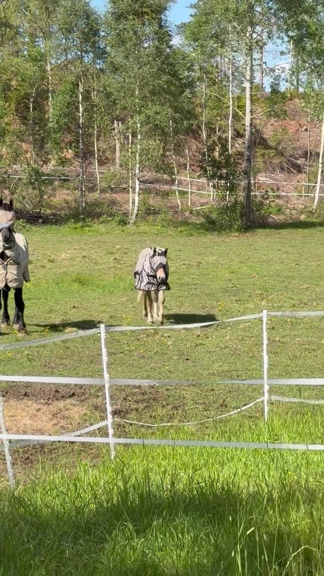Sällskap hästar till salu:  -RESERVERAD- Ettårig Rödblack fjordhingst - Video 1