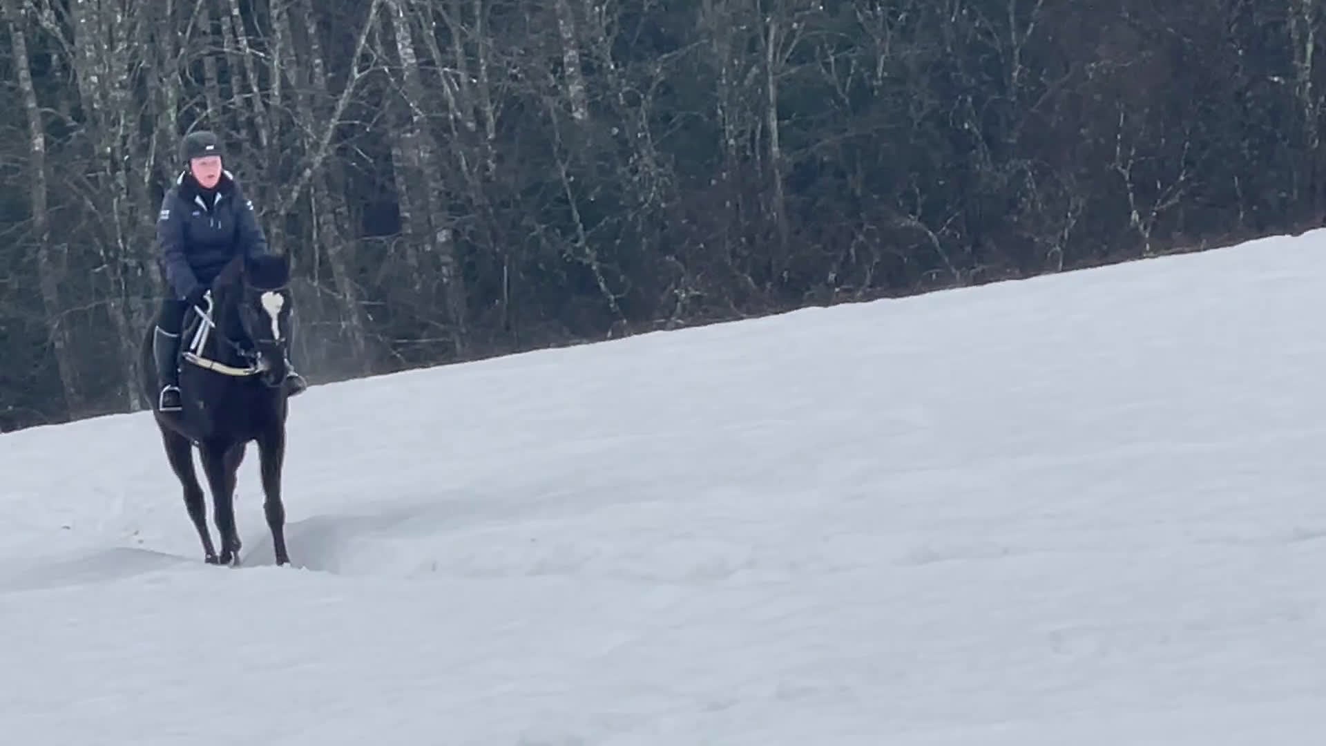 Allround hästar till salu: Super fin häst söker nytt hem i Nordmarkshyttan - Video 1