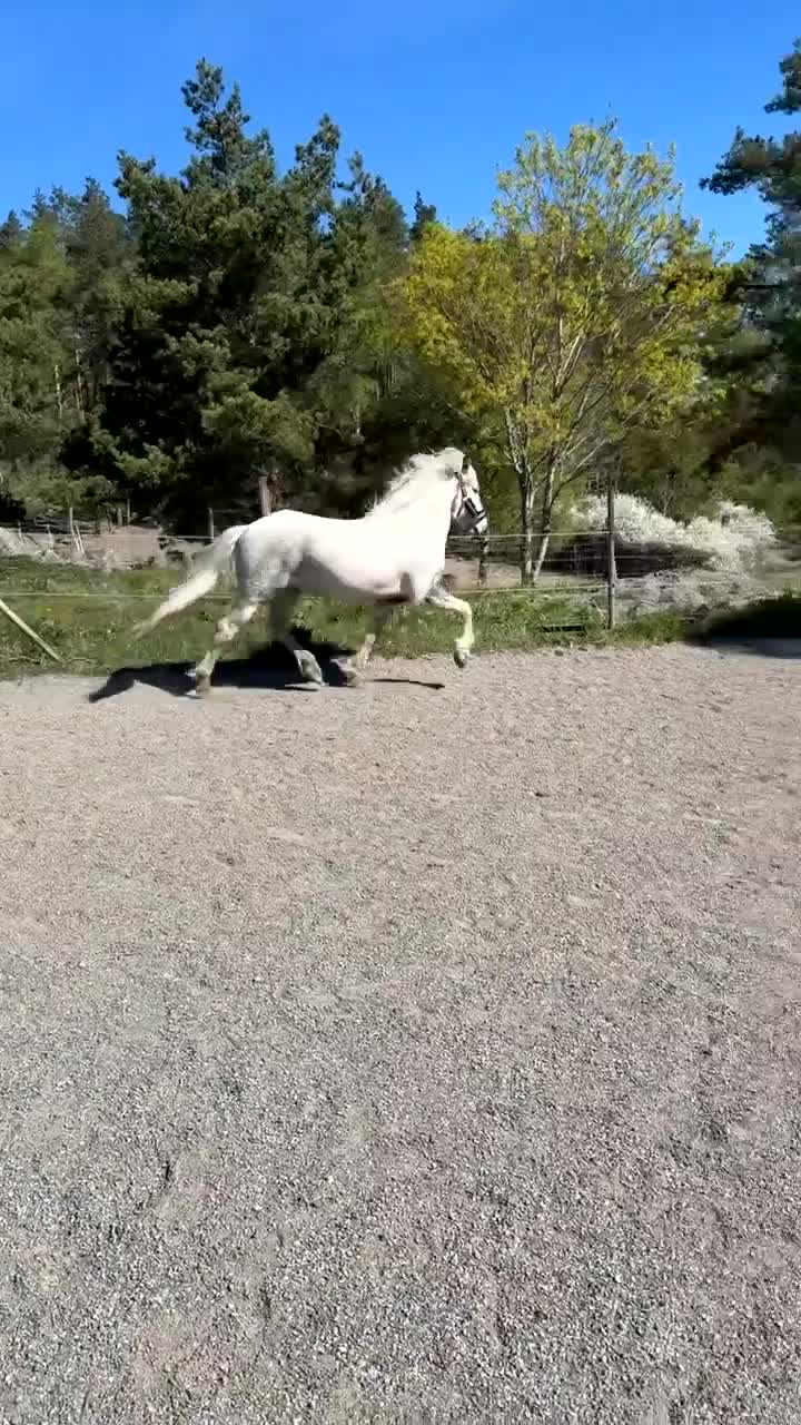 Island hästar till salu: Snygg flott valack toppstam!  - Video 1