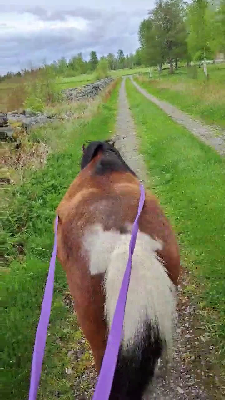 Körning hästar till salu: Holländsk miniatyr till körning eller sällskap i Nybro - Video 1