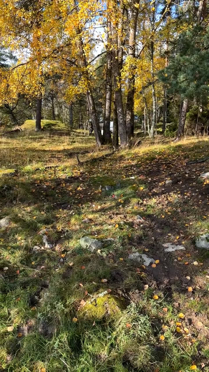 Allround hästar sökes: Bästavän sökes - Video 1