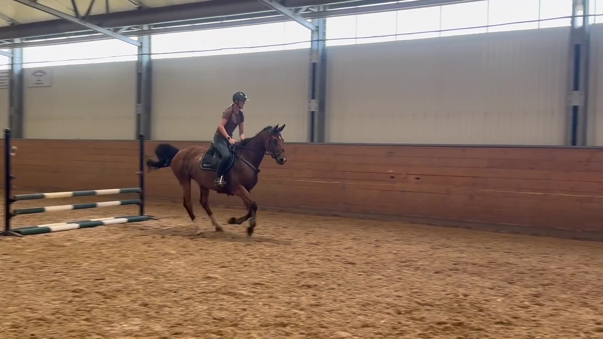 Hoppning hästar till salu: Trevligt sto - Video 1