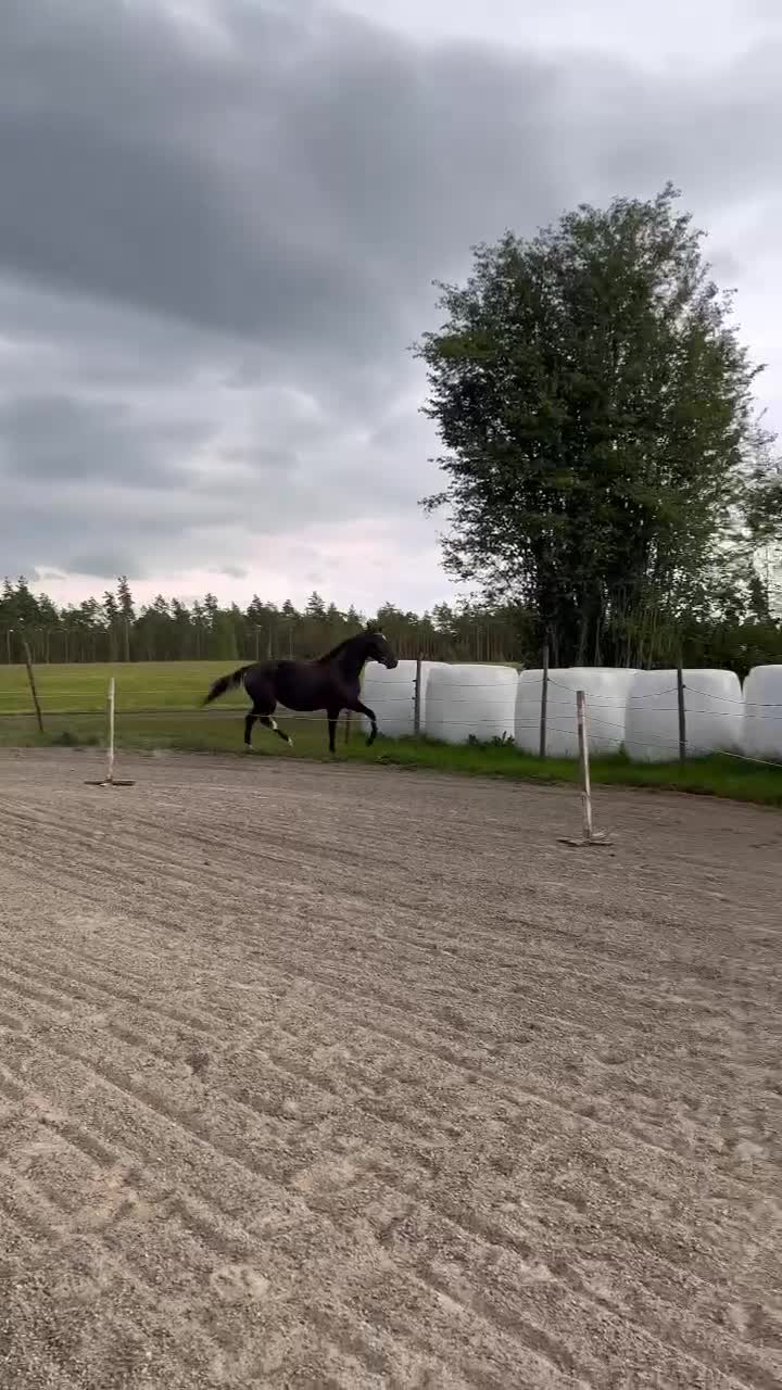 Allround hästar till salu: Snällaste unghästen  - Video 4