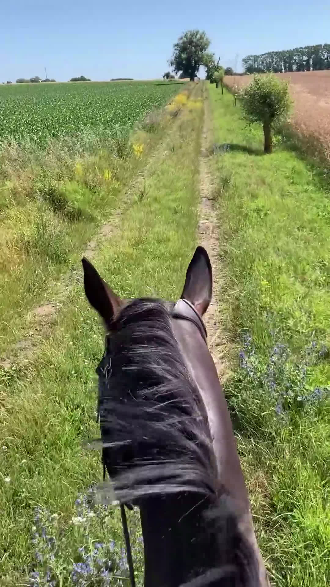 Allround hästar till salu: Fantastisk läromästare i Höör - Video 5