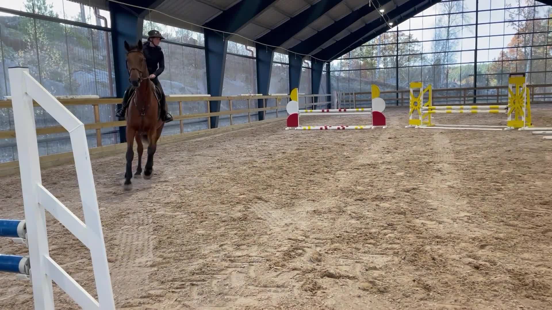 Hoppning hästar till salu: Hobby tävlings häst - Video 4