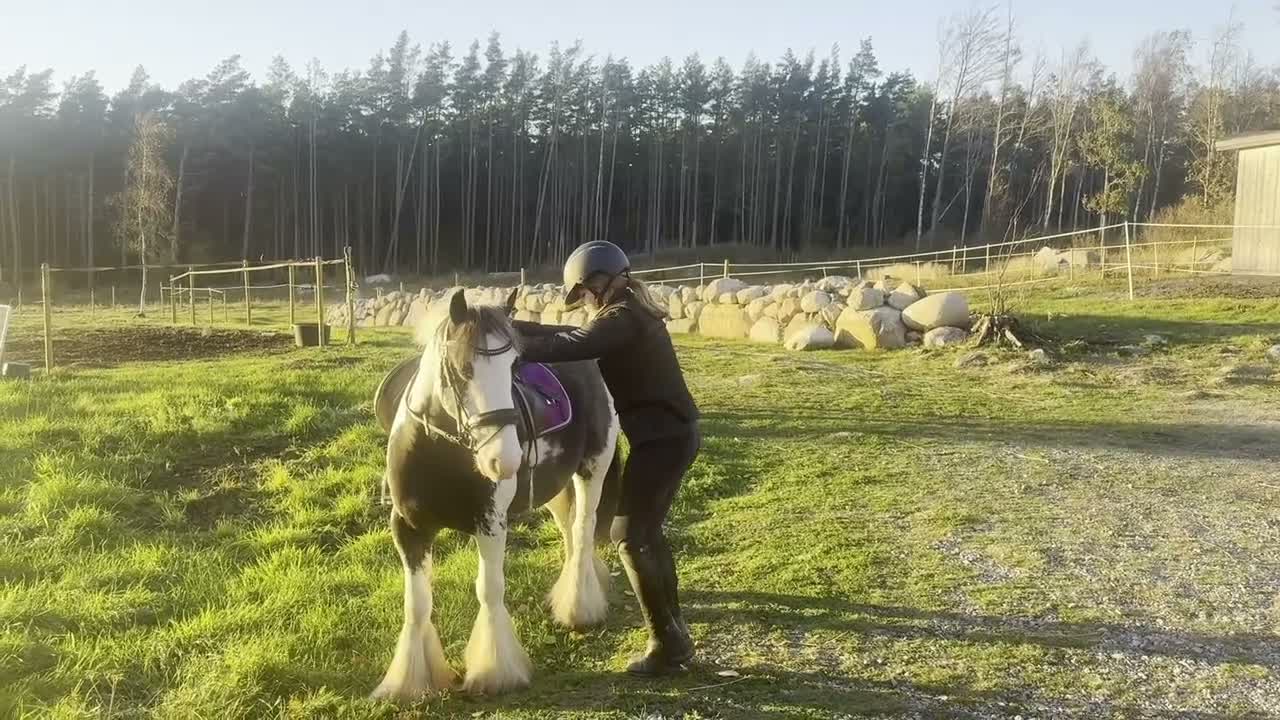 Allround hästar till salu: Underbar B-ponny i Strömstad - Video 1