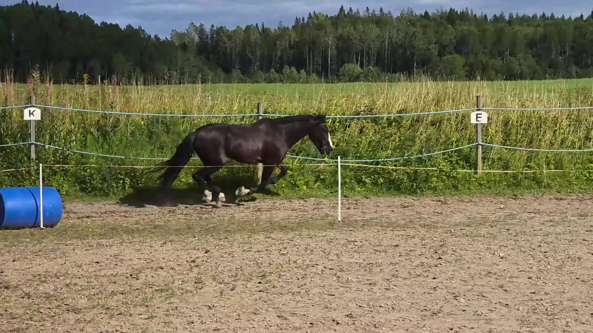 Allround hästar till salu: Vackert sto som passar till flera inriktningar - Video 2