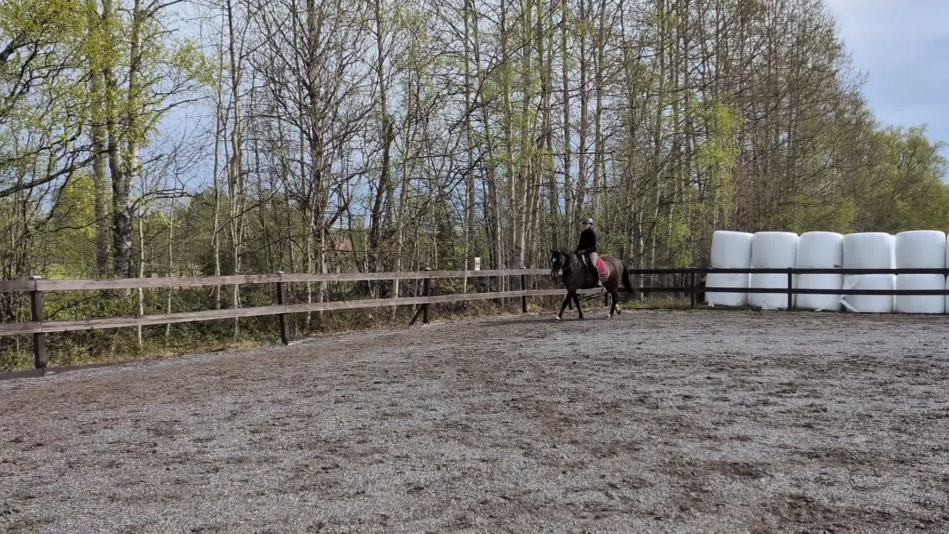 Allround hästar till salu: Perfekt allroundhäst  i Luleå - Video 2