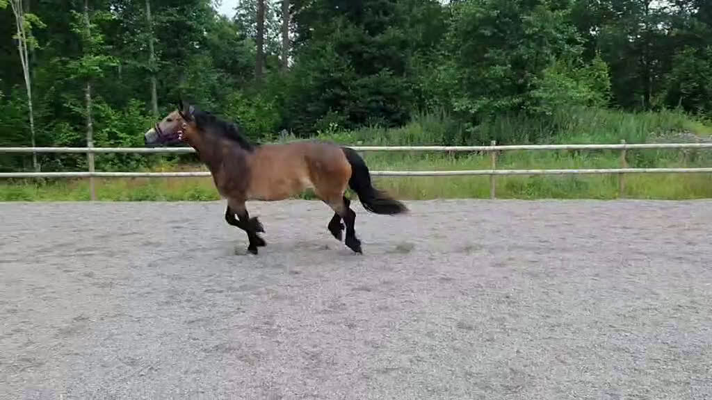 Allround hästar till salu: Lovande Nordsvenskt sto för ridning och sällskap i Broby - Video 2