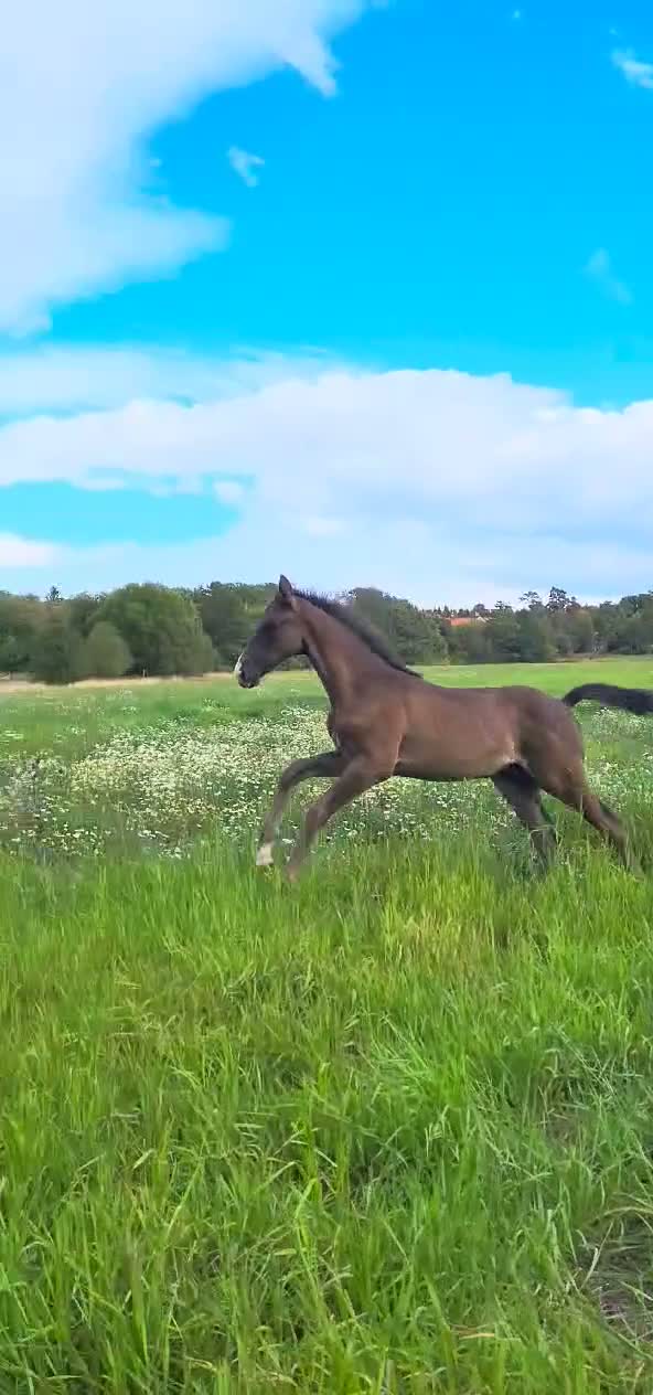 Dressyr hästar till salu: Hingst e:Americano GJ- Zuidenwind- Rousseau  - Video 1