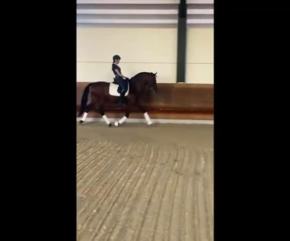 Allround hästar till salu: Kvalitets allround PRE kille - Video 1