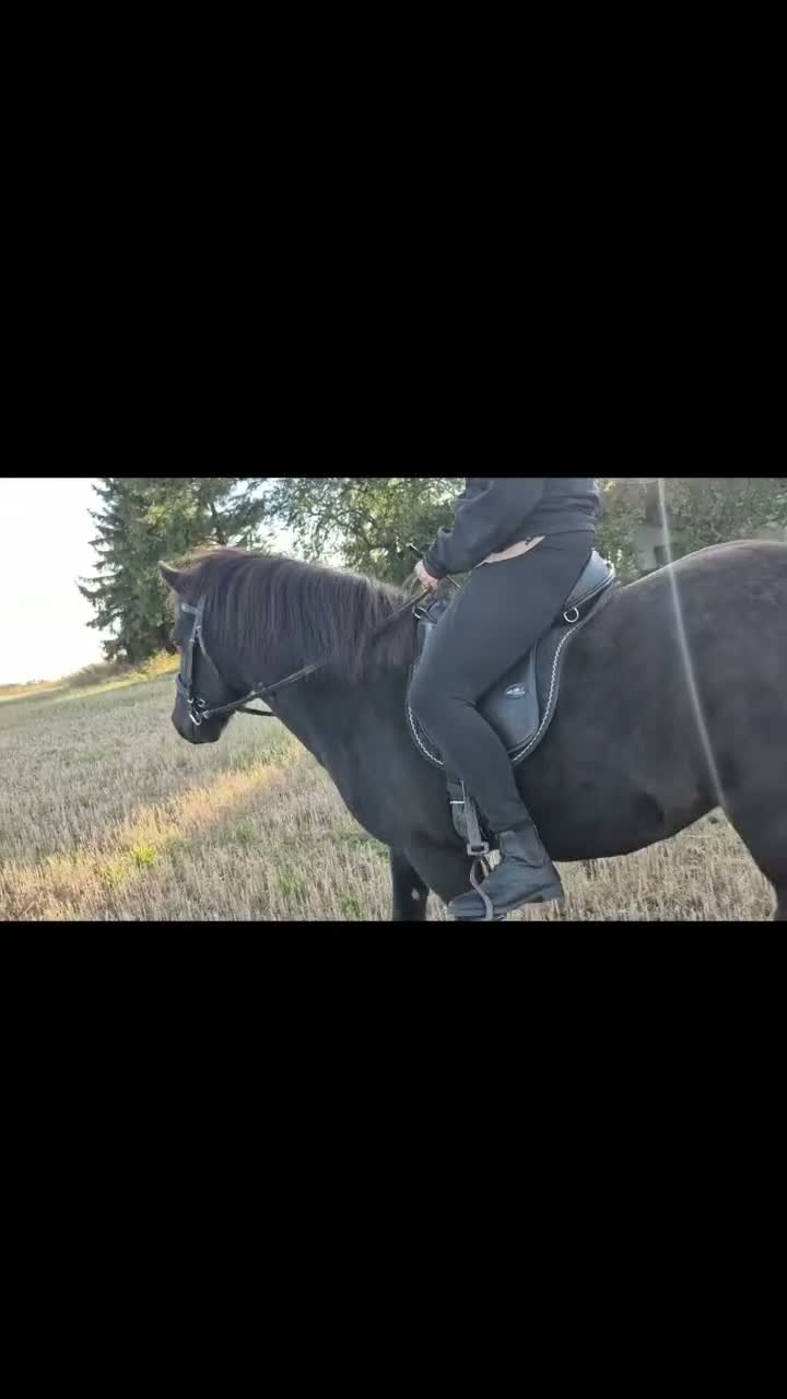 Allround hästar till salu: Härligt Islandssto - Video 1