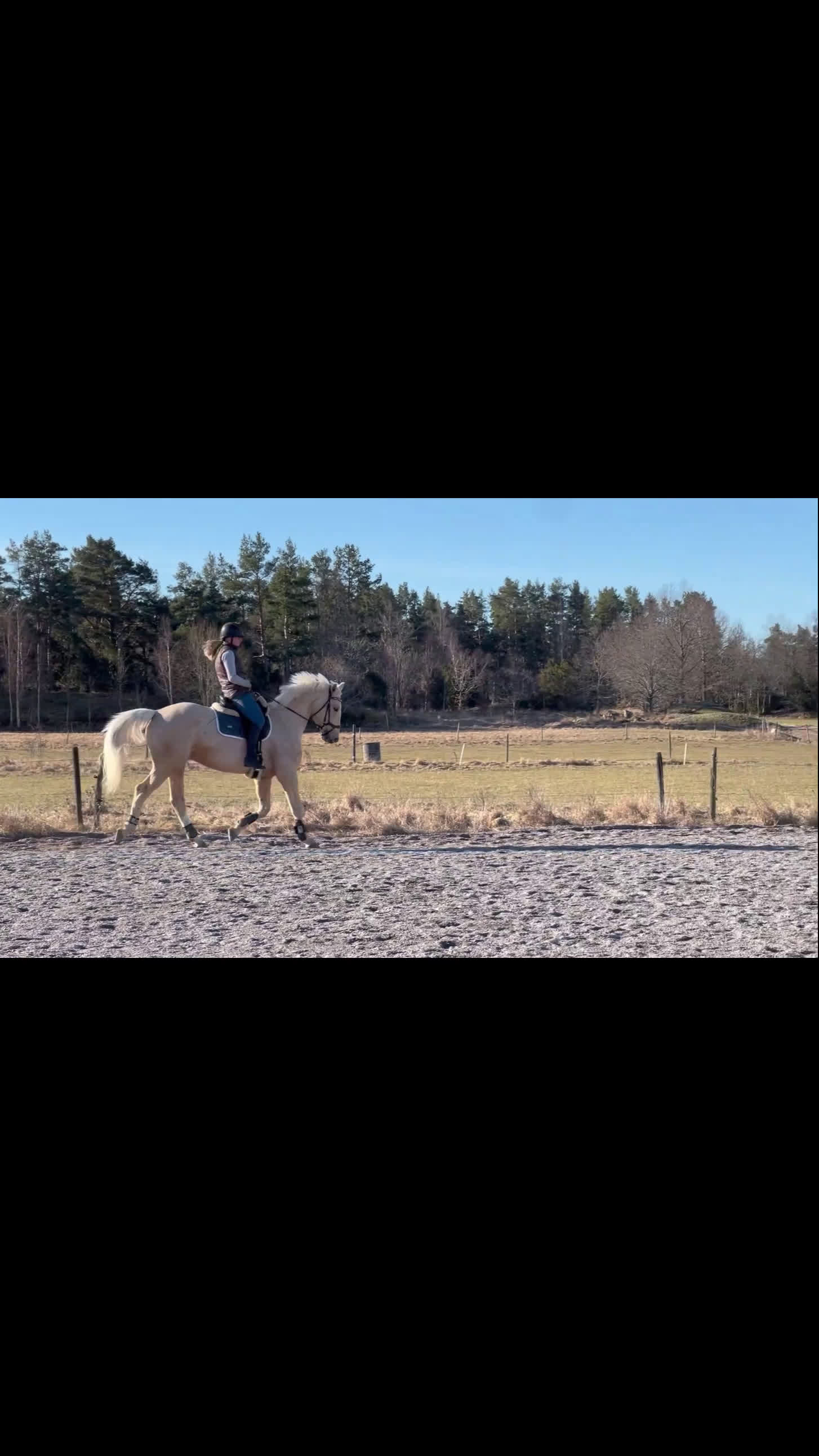 Dressyr hästar till salu: Drömmig SWB valack med utstrålning - Video 3